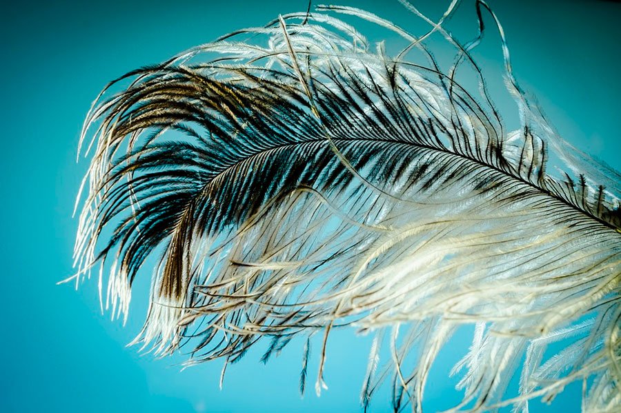 pluma suave de color blanco y negro. Si buscas plumas, plimas o cualquier producto con plumas, entonces esta es tu plumas.tienda