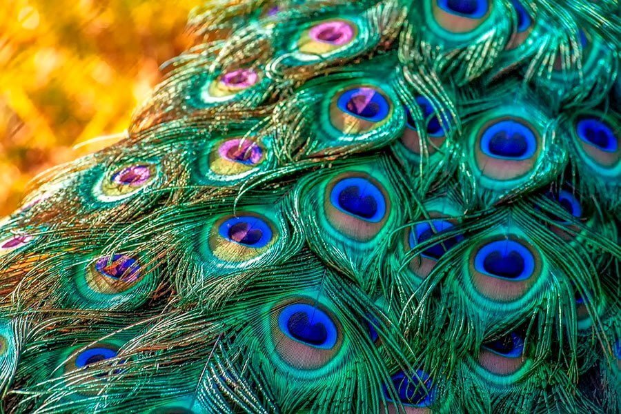 muchas plumas de pavo real, se ve muy colorido.